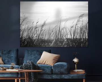 Panaches de roseaux au coucher du soleil | photographie en noir et blanc sur Laura Dijkslag
