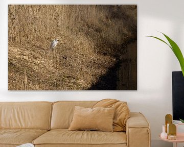 Kleine zilverreiger in zijn element van Erwin van Eekhout