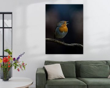 Robin chante sur arnemoonsfotografie