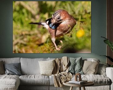 Vlaamse gaai (Garrulus glandarius) van Dirk Rüter