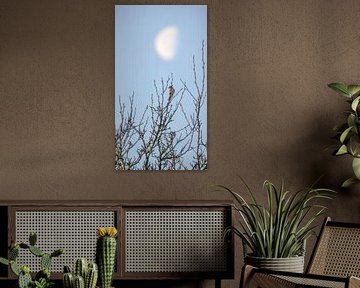 Old moon and new life