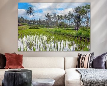 Rice fields near Senaru on Lombok, Indonesia Asia by Eye on You