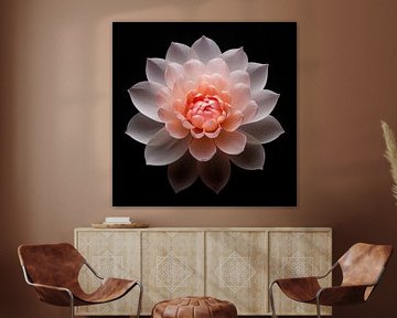 Lotus bloem portret lichtroze van TheXclusive Art