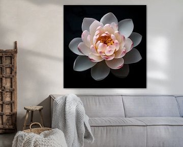 Lotus bloem portret van TheXclusive Art