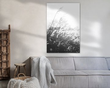 reed plumes | backlight | black and white photography by Laura Dijkslag