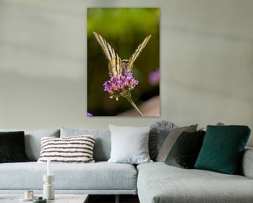 Kleurrijk vlinderportret van Franca Gielen