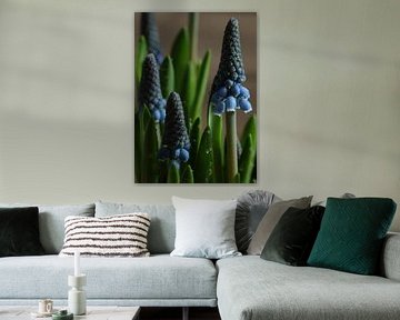 Wassertropfen auf einer blauen Weintraube.3