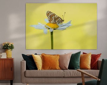 Veldparelmoer vlinder van Elles Rijsdijk