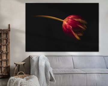 De tulp met de kleuren van vuur. van Robby's fotografie