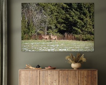 Deer in an area by Claude Laprise