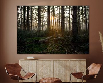 Lumière errante : Un rayon de soleil dans la forêt