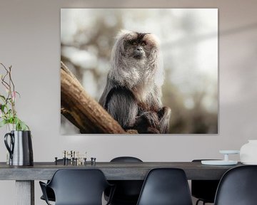 Lion-tailed macaque by Lynn Meijer