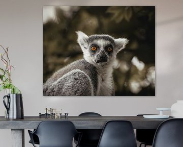 Ring-tailed lemur close-up by Lynn Meijer