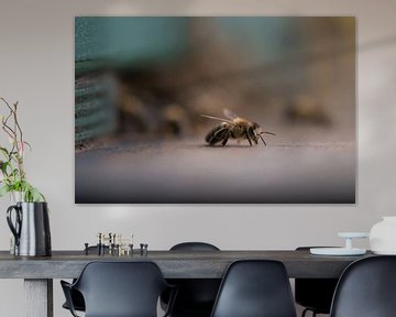 Honeybee by René Spruijtenburg