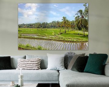 Rice field in rural Java Indonesia Asia by Eye on You