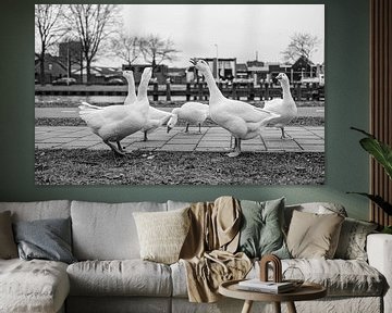 Geese at the Lovense kanaaldijk in Tilburg by Freddie de Roeck