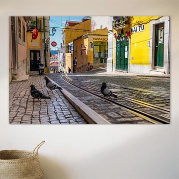 Pigeons on the tramline