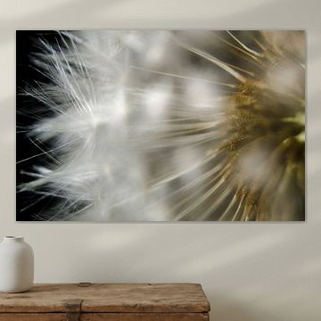 Paardenbloem van RB-Photography