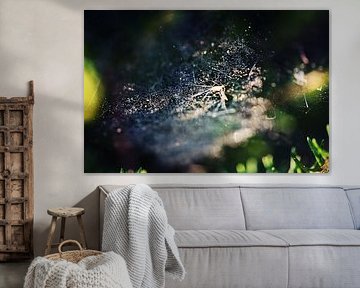 Cobweb by Malte Pott