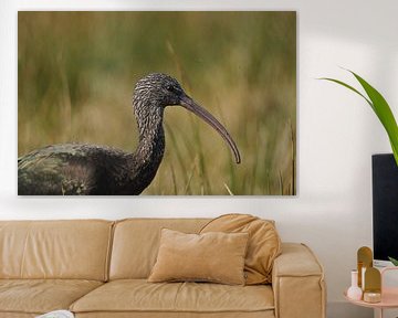 Zwarte ibis van Arno Niehof