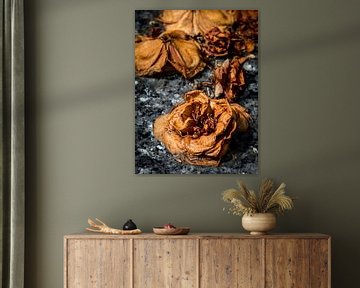 Dried up colourful flowers in cemetery by Jack Tummers