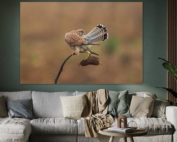 un faucon crécerelle (Falco tinnunculus) femelle est assis sur un tournesol et soigne son plumage sur Mario Plechaty Photography