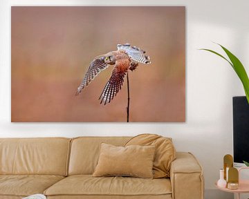 a female kestrel falcon (Falco tinnunculus) in flight taking off from a sunflower by Mario Plechaty Photography