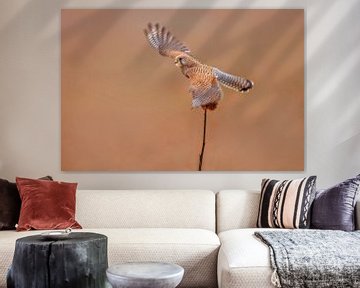 a female kestrel falcon (Falco tinnunculus) in flight taking off from a sunflower by Mario Plechaty Photography