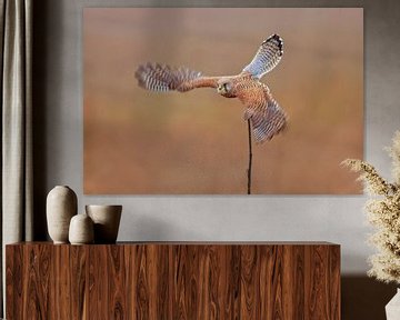 een vrouwelijke torenvalk (Falco tinnunculus) tijdens de vlucht opstijgend van een zonnebloem van Mario Plechaty Photography