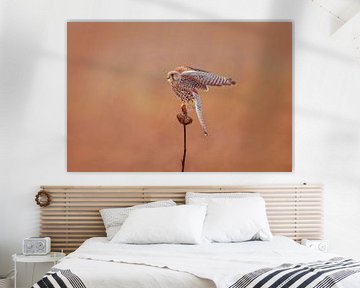 a female kestrel falcon (Falco tinnunculus) in flight taking off from a sunflower by Mario Plechaty Photography