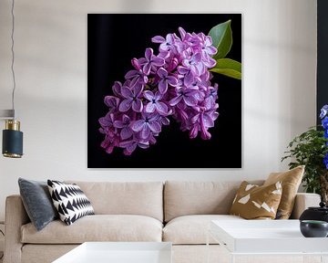 Lilac flower portrait by TheXclusive Art