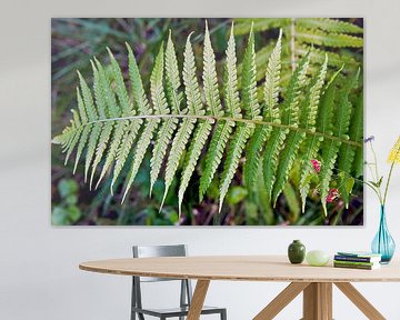 Enchanting ferns in late summer light by Silva Wischeropp