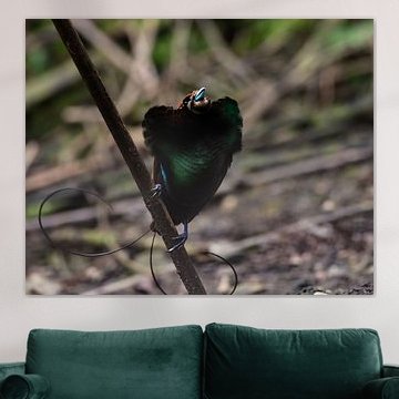 L'oiseau de paradis pose à son partenaire potentiel