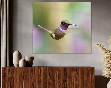 Purple-throated wood elf searches for nectar by Arie Arie de Gier