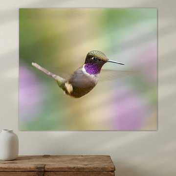 Violettkehlige Waldelfe sucht Nektar