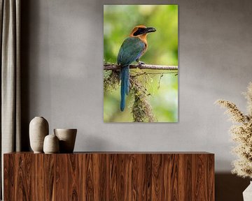 Rosse motmot met een gevangen insect van Arie Arie de Gier