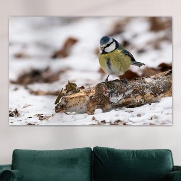 The blue tit by Glenn Vlekke