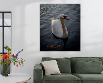 Swan by Mandy Aelen