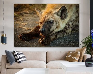 vermoeide hyena van Meleah Fotografie