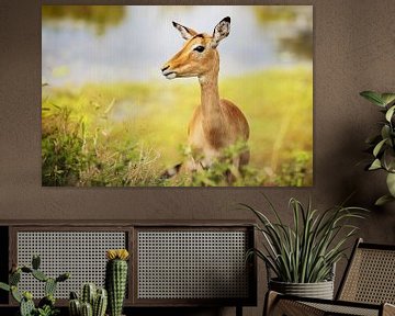 Impala Antilope von Meleah Fotografie