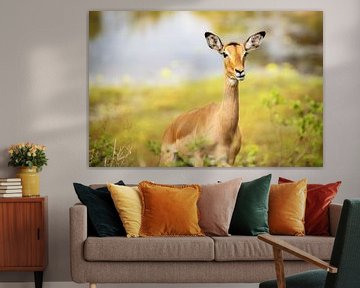 Impala-antilope II van Meleah Fotografie