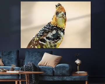 Haubenbartvogel von Meleah Fotografie