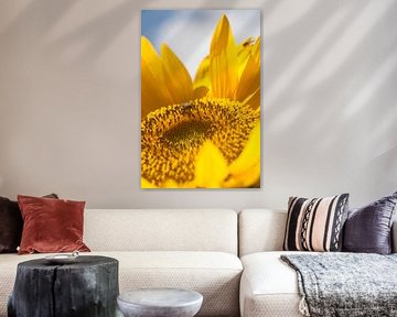 Sunflower by Eric Verhoeven