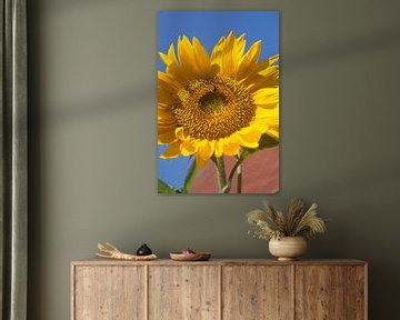 Sunflower by Eric Verhoeven