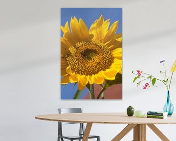 Sunflower by Eric Verhoeven