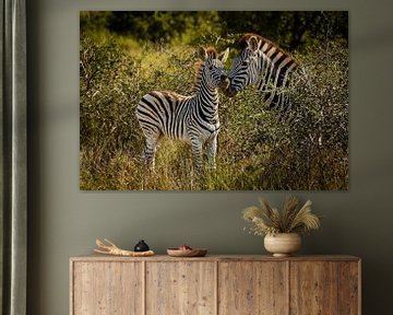 Zebra mum & kid by Meleah Fotografie