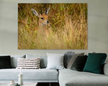 funny steenbok by Meleah Fotografie