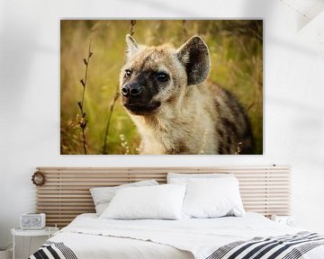 Hyena ... Eyes & Ears III