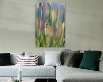 Lavender in the morning light