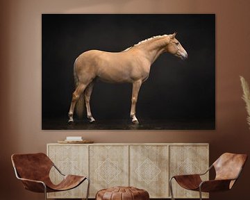 Cheval palomino et profil | photographie de cheval sur Laura Dijkslag